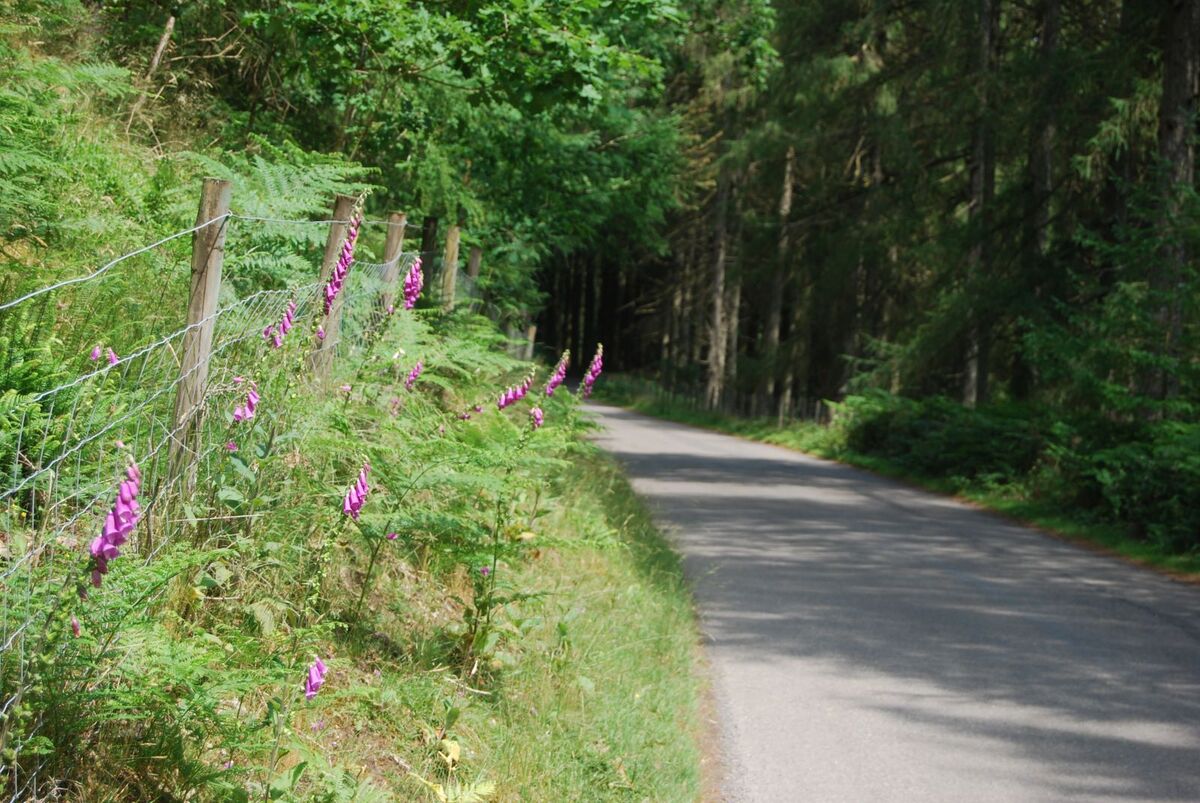 A Quiet Lane in the Elan Valley - Roy Cane